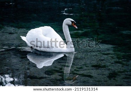 surfers Green Swan Waves