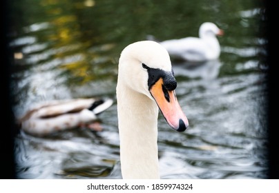 Swan Swimming In A Lake In Southwark Park, London.