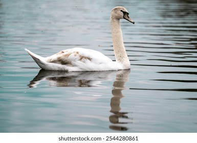 Swan swimming on a lake with a reflection in the water, young swan swimming on water - Powered by Shutterstock