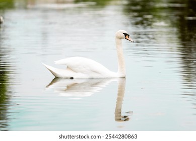 Swan swimming on a lake with a reflection in the water, young swan swimming on water - Powered by Shutterstock