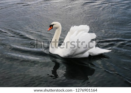 Similar – familiar Green Swan Waves