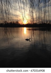 A Swan Swimming At Sunset On Argyle Lake In Babylon, Long Island, NY. (Vertical)