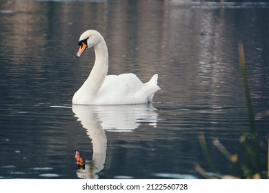 Swan swimming at the Vltava river