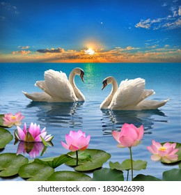 swan are swimming in the water,sun light reflect like that sunset with lotus ,lily flower