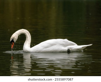 A swan swims calmly in the water, its white feathers gliding smoothly across the surface, creating gentle ripples as it moves. - Powered by Shutterstock