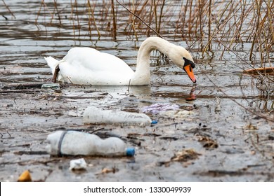 Swan swims in contaminated water with plastic bottles