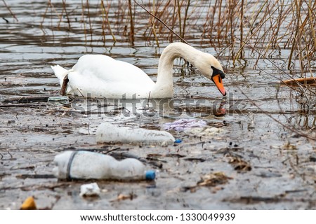 Swan swims in contaminated water with plastic bottles