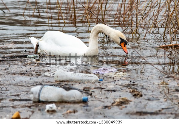 白鳥はペットボトルで汚れた水の中を泳ぐ の写真素材 今すぐ編集