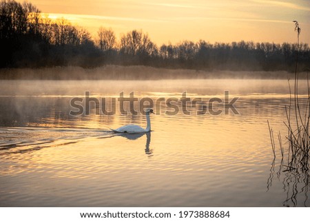 A swan swims in the dawn sunlight whilst the mist lazily rises off the water.