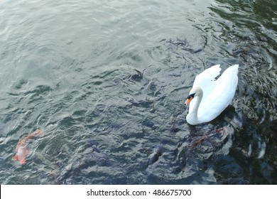 Swan swims elegantly