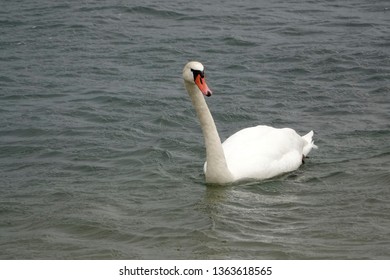 A swan swims on a lake     
