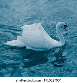  swan swims in the pond. Bird in nature.
