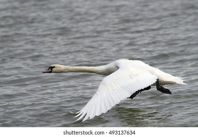 Swan Taking Off Water Swan Running Stock Photo (Edit Now) 493137703