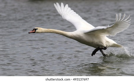 2,530 Swan taking off Images, Stock Photos & Vectors | Shutterstock