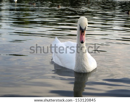 Similar – Image, Stock Photo swan Colour photo