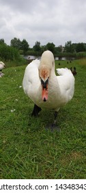 The Swan Is Trying To Protect Its Children From Unwanted Guest In The Evening, Near The Pond In Klaipeda, Lithuania. 