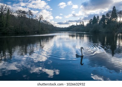 Swan Upon a winter lake