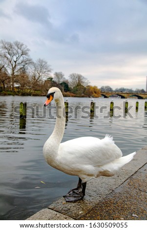 Swan walking in winter Hyde Park. London. UK