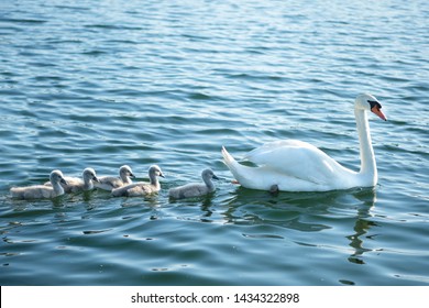 Swan. White swans. Goose. Swan family walking on water. Swan bird with little swans. Swans with nestlings. 