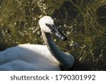 A Swan in Wye Marsh near Midland, Ontario