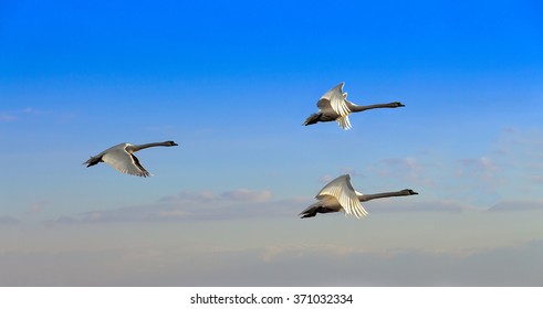 swans