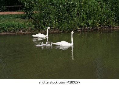 Swans