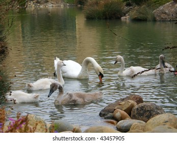 swans