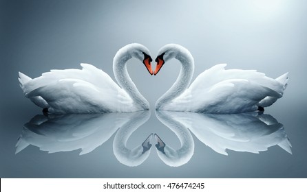 love swans