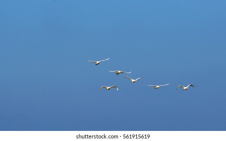 Swans