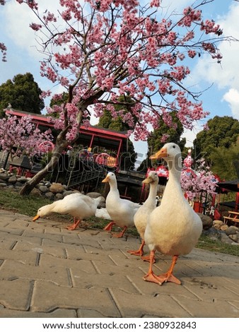 swans amidst cherry blossoms nature
