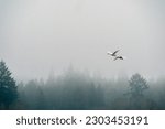 Swans Birds Flying in Ridgefield National Wildlife Refuge, Washington State