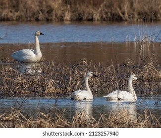 Swans At The Blackwater National Wildlife Refuge In Maryland