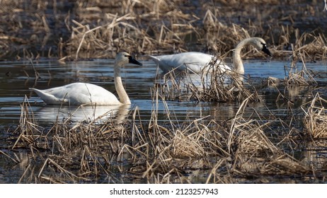 Swans At The Blackwater National Wildlife Refuge In Maryland