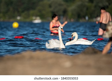 Swans Close To People. People On The Beach Accompanied By Tame Birds. Guarded Bathing Area And Wild Birds.