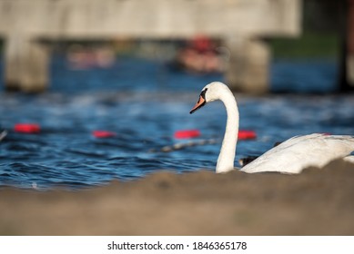 Swans Close To People. People On The Beach Accompanied By Tame Birds. Guarded Bathing Area And Wild Birds.