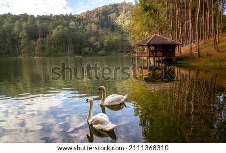 The swans couple lover in Pang Ung National Park, Mae hong son, Thailand