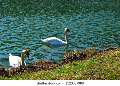 Swans Couple On Draga Pond In Ljubljana Marshes.