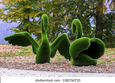 swans created from bushes in green animals. Topiary Gardens. Topiary toy