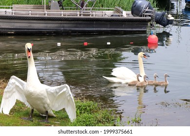 Swans and cygnets on the water. Big father bird defends its family. Grey boat in background. - Shutterstock ID 1999375661