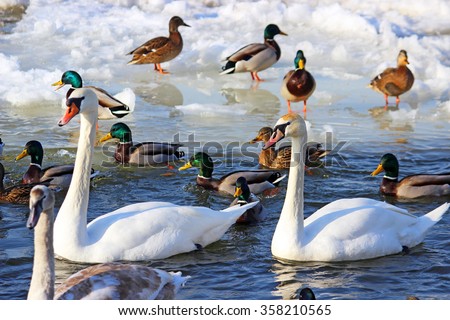 Swans with ducks swimming in the water. Winter - snow.