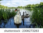 Swans family floating in the pond among grass thickets. Cute swans offspring wildlife photography in natural conditions. Waterfowl birds brood. Mother or father parent with swan babies on a lake.