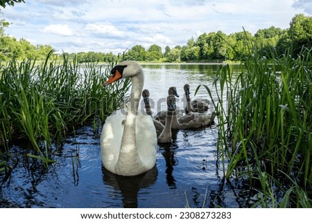 Swans family floating in the pond among grass thickets. Cute swans offspring wildlife photography in natural conditions. Waterfowl birds brood. Mother or father parent with swan babies on a lake.