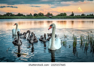 Swans family swims in the lake or pond water at sunrise or sunset time