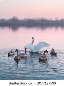 Swans family swims in the water in sunrise time. White swan with open wings and little chicks in pink river water on morning time. Animal photography