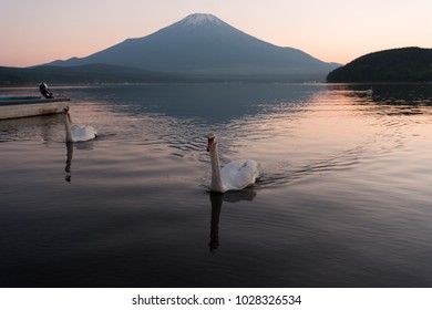 Swans Floating on Lake Yamanaka at Sunset