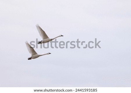 Swans fly above grasslands on Maryland's Eastern Shore.