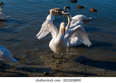 白鳥 飛ぶ の写真素材 画像 写真 Shutterstock