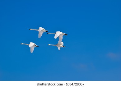 Swans Flying In The Sky