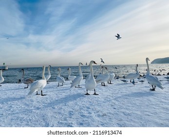 Swans At The Gdynia Beach 