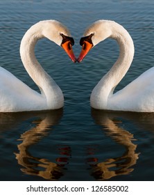 Swans Heart